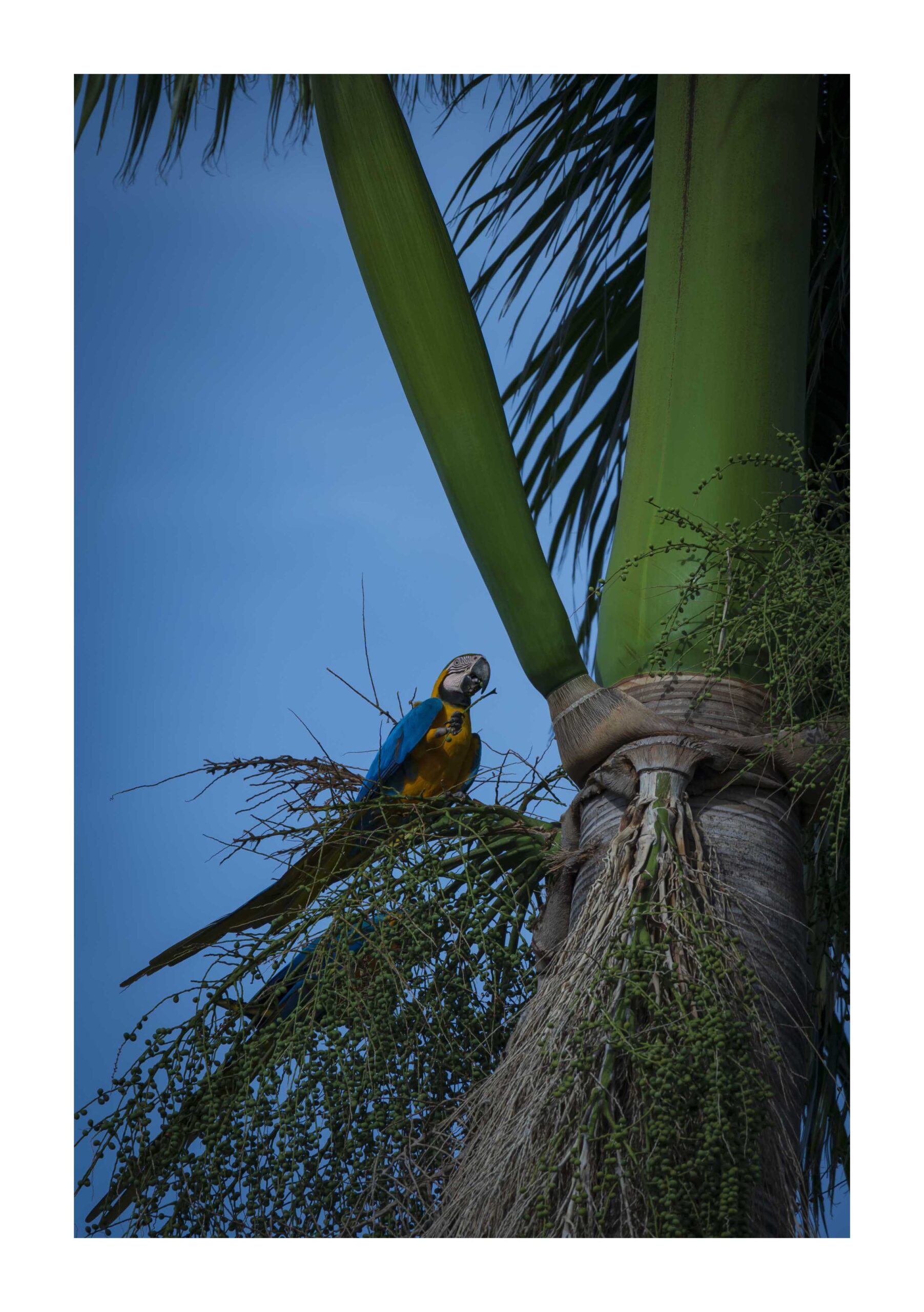 ARARA-CANINDÉ: As cores mágicas do cerrado brasileiro