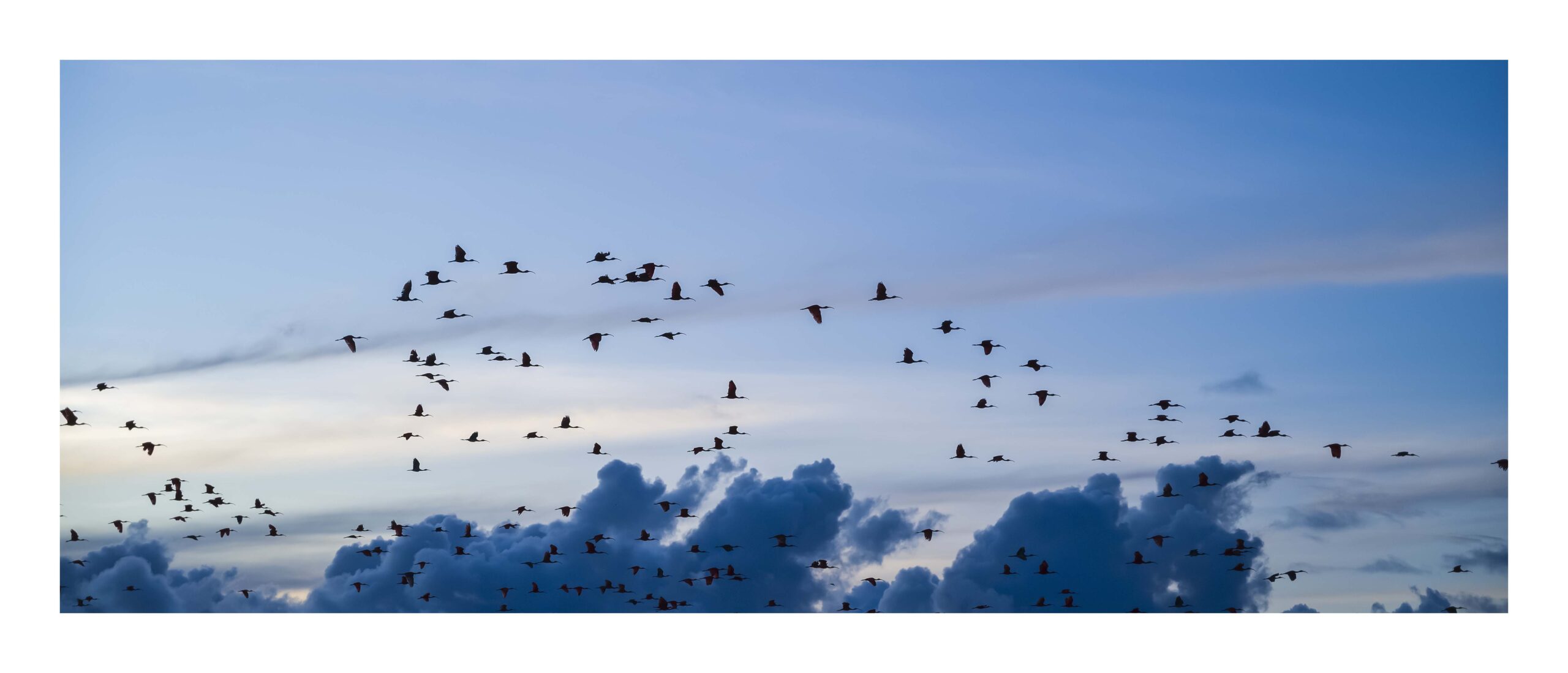 Guarás: As Aves Cor de Fogo dos Manguezais Amazônicos